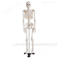 人体骨架模型-人体骨骼模型-骨骼结构模型-骨架模型