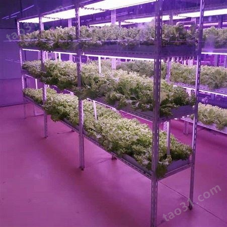 植物工厂水培蔬菜 植物工厂设计安装 工厂化蔬菜生产 中农智造DX2933