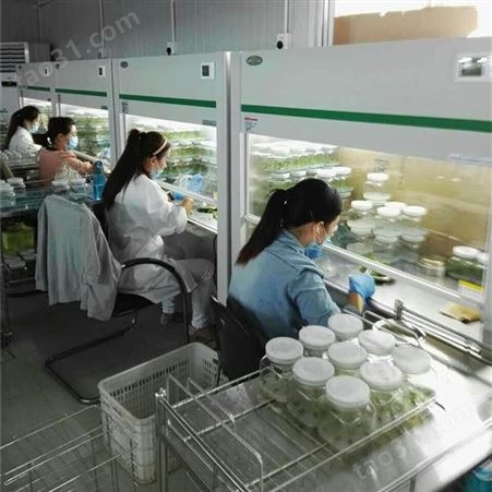 超净工作台双人 植物组培架生产厂家