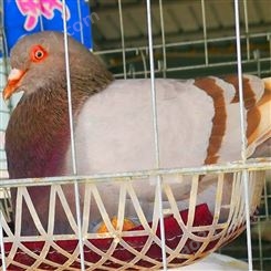 肉鸽种鸽厂家批发 农家散养土鸽子 元宝鸽子厂家