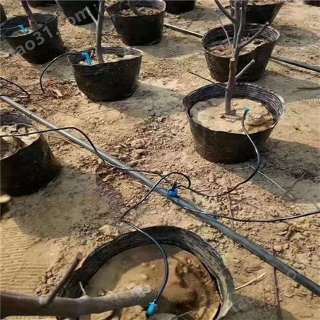 江西鹰潭猕猴桃滴灌设备 果树滴灌管安装方法