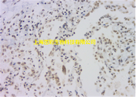 麦胚凝集素（WGA）荧光染色