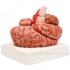 大脑结构模型-脑动脉神经分布模型-脑解剖模型